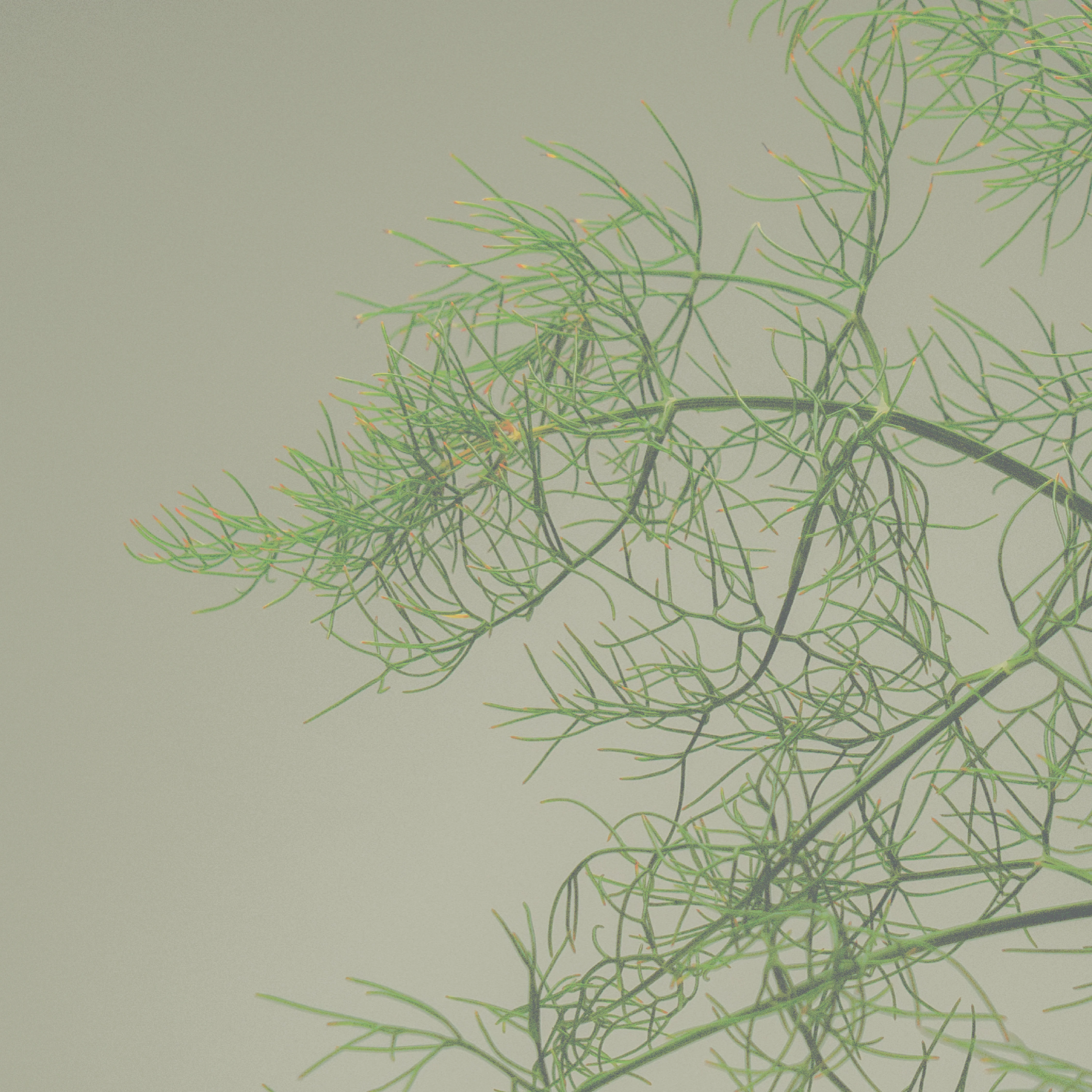 Bladderwrack + Pegwell Moisturising Lotion - Image 4